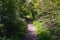 Scenic footpath winding through a lush and shaded forest, surrounded by abundant foliage