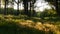 Scenic forest of green trees and yellow grasses