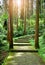 Scenic forest landscape, entrance to the forest, green moss and lichen covered on curve stairway in the tropical jungle