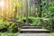 Scenic forest landscape, entrance to the forest, green moss and lichen covered on curve stairway in the tropical jungle