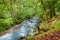 Scenic forest river in Scotland UK