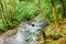 Scenic forest river in Scotland UK