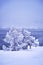 Scenic frosty tree in a snowstorm on seashore