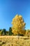 Scenic golden autumn sunny day countryside landscape with two trunk yellow birch tree on forest glade under blue sky. West Caucasu