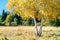 Scenic golden autumn sunny day countryside landscape with two trunk yellow birch tree on forest glade under blue sky. West Caucasu