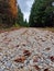 Scenic gravel road meandering through a picturesque autumn forest.