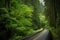 scenic highway passing through dense forest, with towering trees and rushing stream