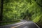 scenic highway surrounded by lush greenery and towering trees