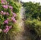 Scenic hiking trail along Table Mountain in Cape Town, South Africa with vibrants flowers and lush plants. Magnificent