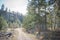 Scenic hiking trail through forested ravine in springtime in Okanagan Valley