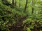 Scenic hiking trail winding through a lush green forest, carpeted with vibrant mossy foliage