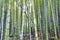 Scenic hill bamboo forest