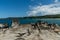 Scenic Honokahua bay vista with Dragon\\\'s Teeth rocks in the foreground on Maui, Hawaii