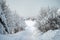 Scenic image of spruces tree. Frosty day, calm wintry scene. Ski resort. Great picture of wild area. Explore the beauty of earth