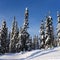 Scenic instagram of trees covered in snow in winter