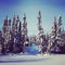 Scenic instagram of trees covered in snow in winter