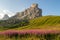 Scenic La Gusela mountain, Nuvolau gruppe, South Tirol, behind a sunset lit meadow with pink flowers, near Passo Giau, Dolomites