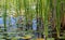 Scenic lakeshore landscape with lily pads and tall grasses