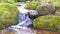 Scenic landscape with clear water stream among thick moss and lush vegetation. Mountain creek on mossy slope with fresh