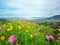 Scenic landscape of colourful Cosmos flower garden on the hill