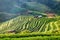 Scenic landscape cottage in valley tea plantation