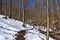 Scenic landscape of a forest hiking trail in winter.