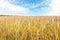 Scenic landscape of growing golden organic wheat stalk field against blue sky on bright sunny summer day. Cereal crop