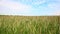 Scenic landscape of growing young organic wheat stalk field against blue sky on bright sunny summer day. Cereal crop