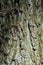 Scenic landscape Pinus Taeda tree trunk bark detail in forest woodland with green lichen 3