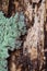 Scenic landscape Pinus Taeda tree trunk bark detail in forest woodland with green lichen peeling from tree to expose mottled wood