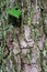 Scenic landscape Pinus Taeda tree trunk bark detail in forest woodland with green lichen and vine with single leaf