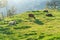 Scenic landscape with sheep and goats, Gruyeres, Switzerland