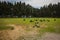 Scenic landscape with trees at Mount Filerimos on Rodos island