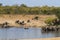 Scenic landscape of two large herds of African elephants at a waterhole drinking and bathing