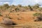 Scenic landscape view of solitary adult giraffe walking alone through the sandy bushveld next to a waterhole