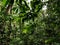 Scenic landscape view of a tropical rainforest habitat with dense thickets of vegetation in tropical Southeast Asia