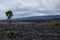 Scenic lava beds on Hilo