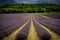 Scenic lavender field against a green forest in Kent, England