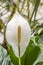 scenic lily flower in white in soft curves