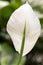 scenic lily flower in white in soft curves