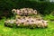 Scenic logs with multiple flat sawed off branches laying down on green grass in Benmore Botanic Garden, Scotland