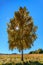 Scenic lone birch tree on forest glade at autumn on sunny day on blue sky background with sun shining with its sunrays through yel