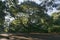 Scenic Lowcountry Charleston Angel Oak Tree