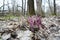 Scenic magical spring forest background of early spring violet  wild flowers in bloom