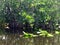 Scenic mangrove forest and green leaves floating on the water surface