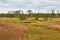 Scenic Marsh in the Croatan National Forest of North Carolina