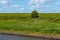 Scenic marsh landscape with a single tree in Lower Saxony, North Germany showing a sewer near Greetsiel