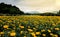 Scenic Mexican Marigold farm background