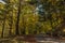 Scenic minor road through the woods in autumn