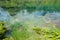 Scenic native bush and trees growing to edges of River at Huka Rapids